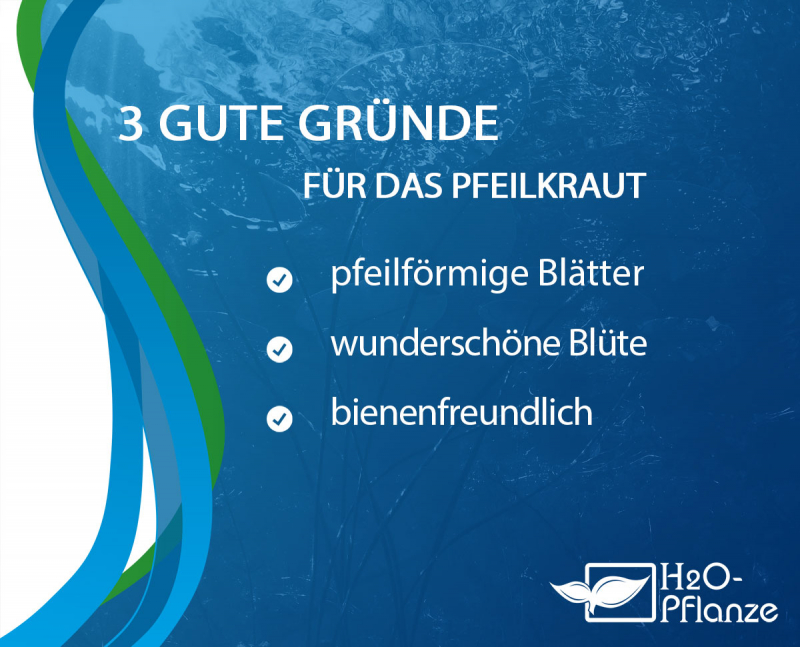 Kaufgründe